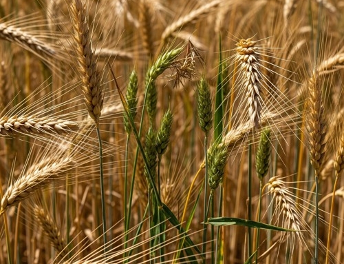 TRIGO Y CIZAÑA